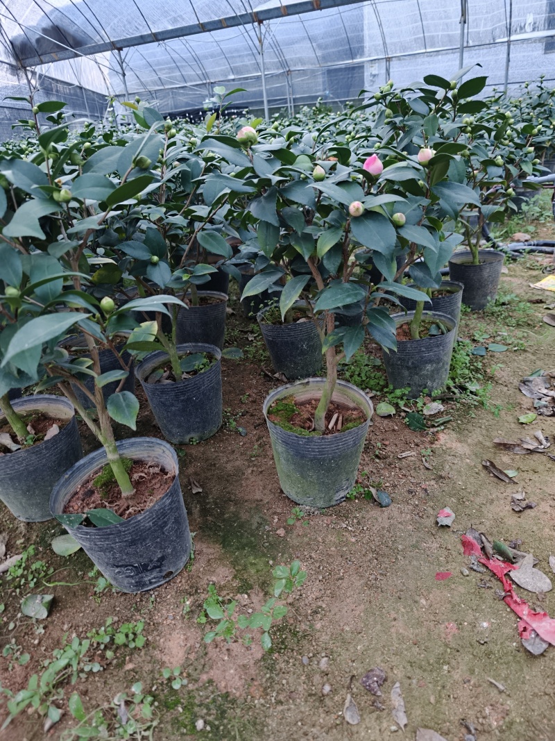 香妃茶花56装。冠35左右。