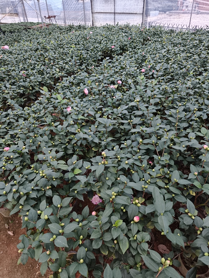 香妃茶花56装。冠35左右。