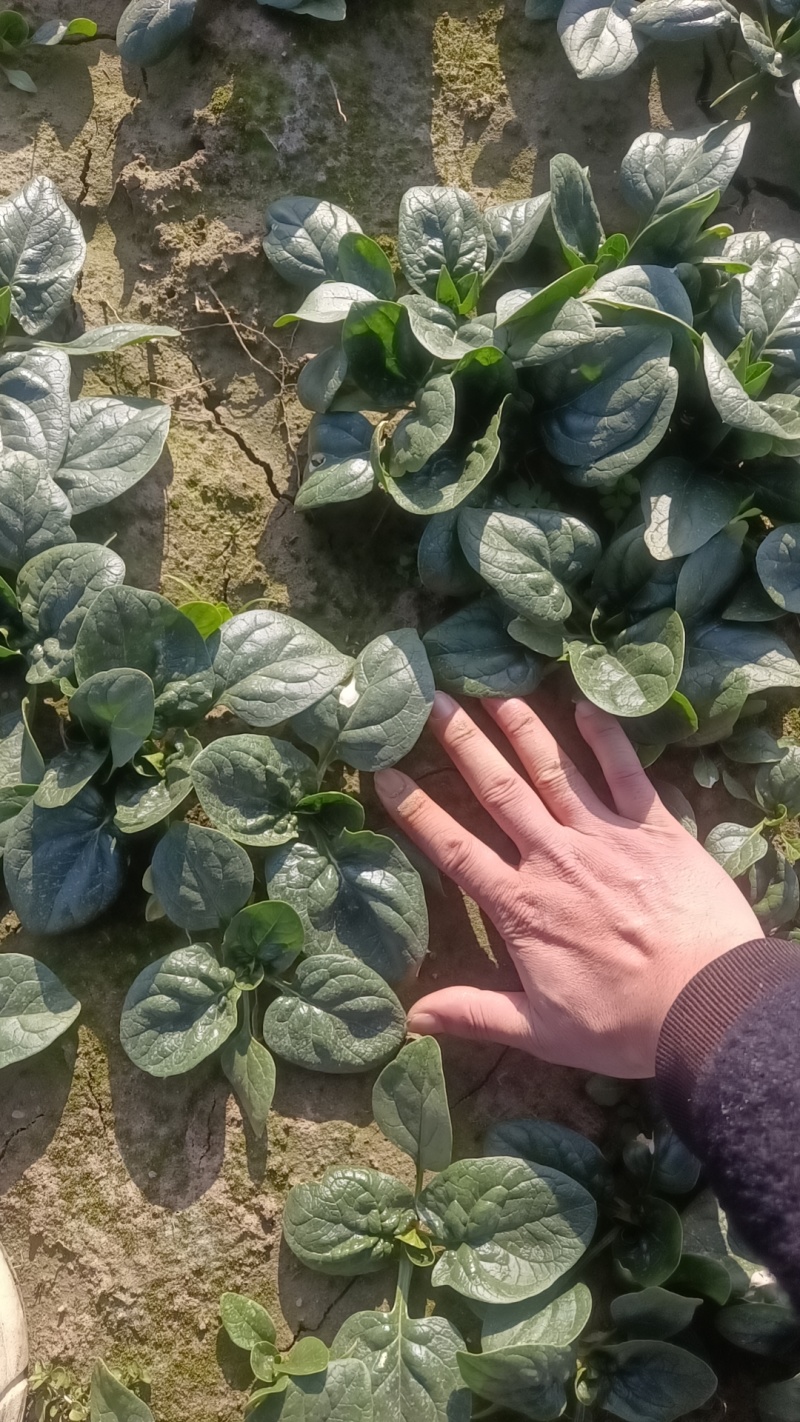 趴地菠菜无白点，颜色好叶片厚