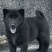 正宗五黑犬黑舌头虎头猫耳疫苗驱虫齐全上山打猎看家护院