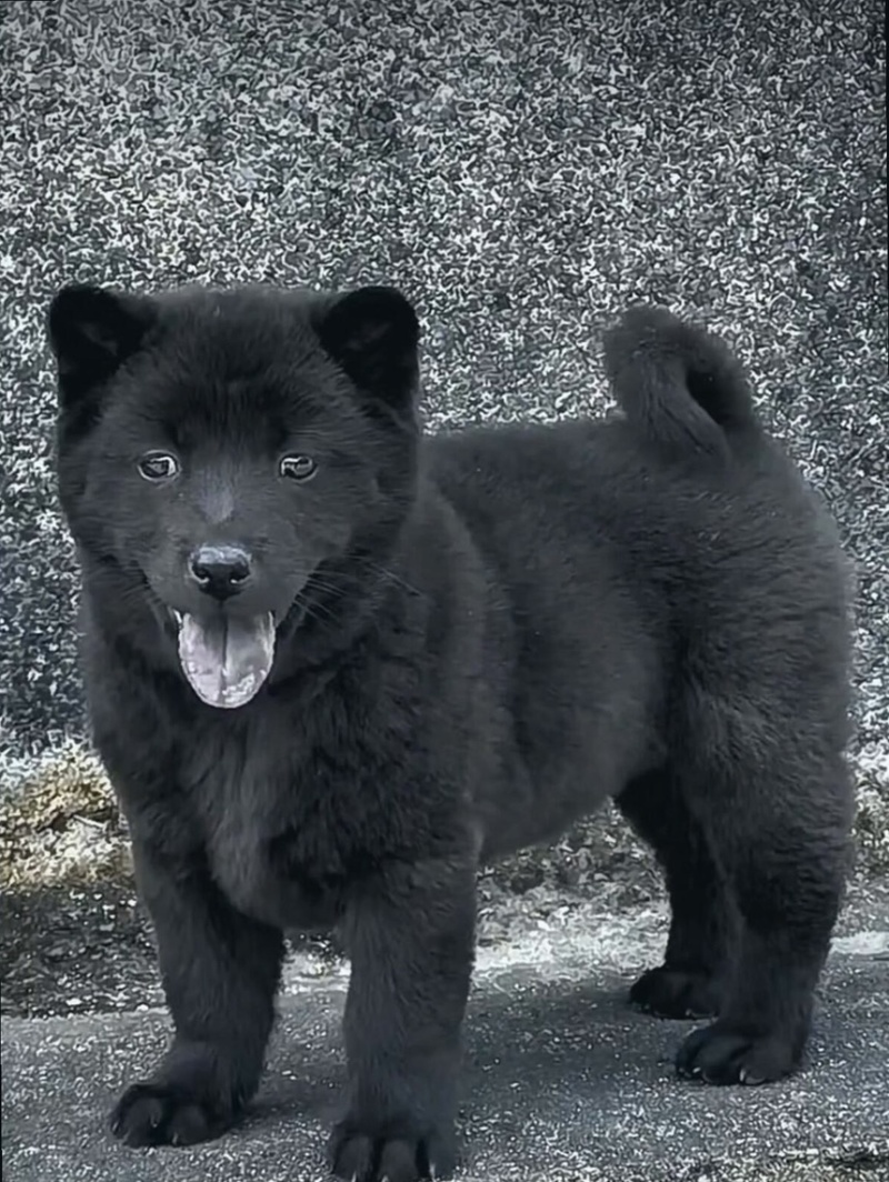 正宗五黑犬黑舌头虎头猫耳疫苗驱虫齐全上山打猎看家护院
