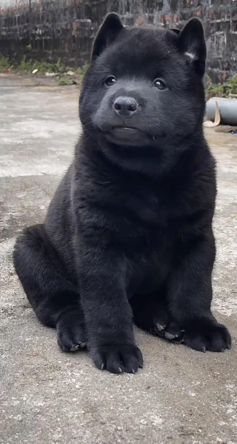 正宗五黑犬黑舌头虎头猫耳疫苗驱虫齐全上山打猎看家护院
