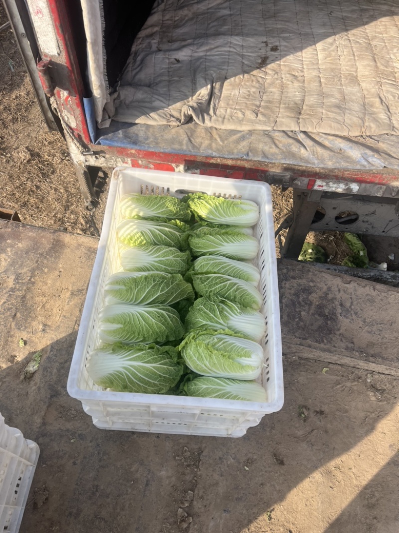 黄心娃娃菜