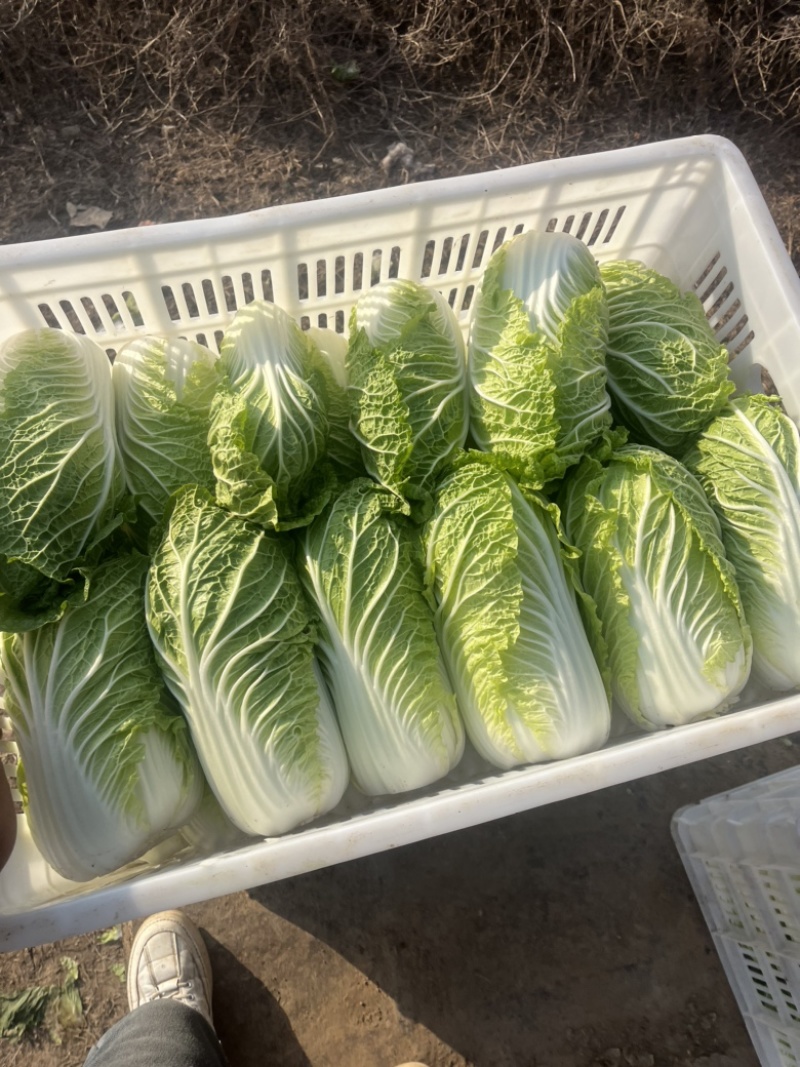 黄心娃娃菜