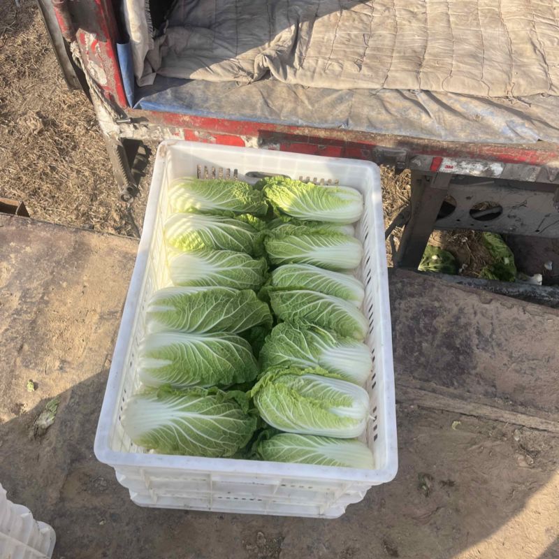 黄心娃娃菜