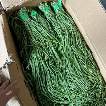 大理宾川贡菜大量上市中，贡菜青笋跟贡菜成品都有。价格随行