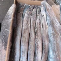 马来拖网带鱼19斤，全规格有货，全国可发，运费自理，，，
