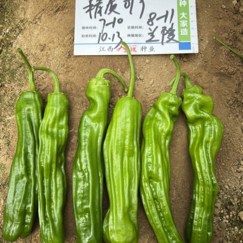 精质999大果薄皮椒种子抗病高产春秋大田基地种植辣椒种子