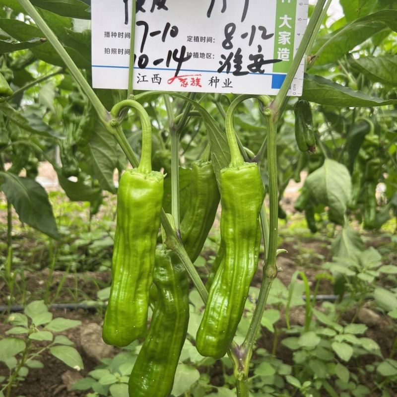 精质999大果薄皮椒种子抗病高产春秋大田基地种植辣椒种子