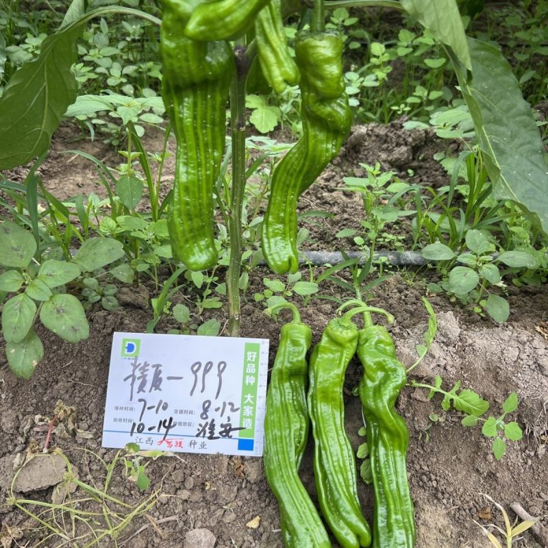 精质999大果薄皮椒种子抗病高产春秋大田基地种植辣椒种子