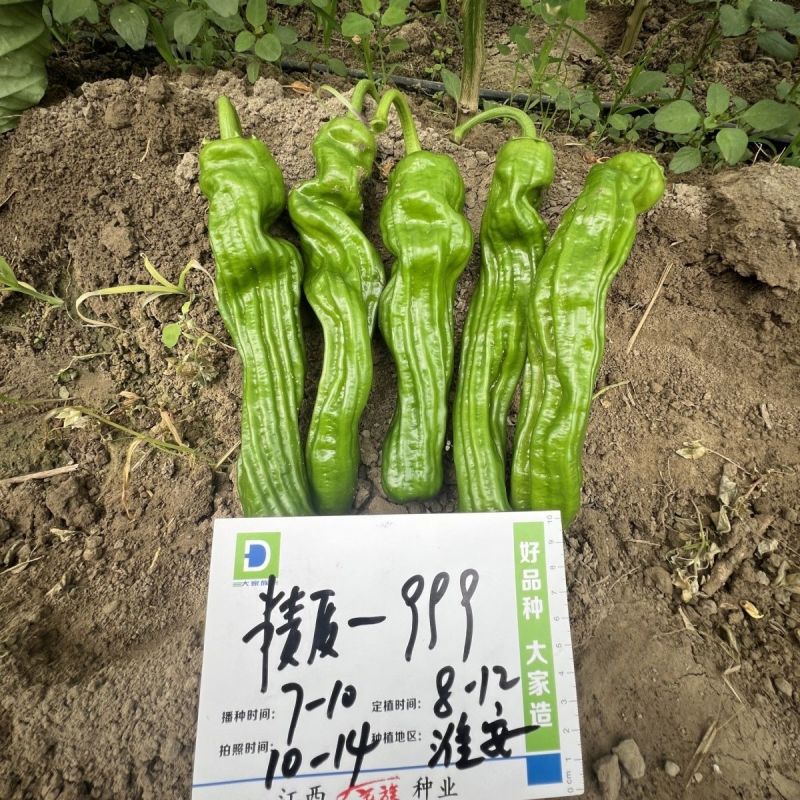 精质999大果薄皮椒种子抗病高产春秋大田基地种植辣椒种子