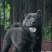 纯种正宗五黑犬金钱尾大骨架好品相看家护院上山打猎
