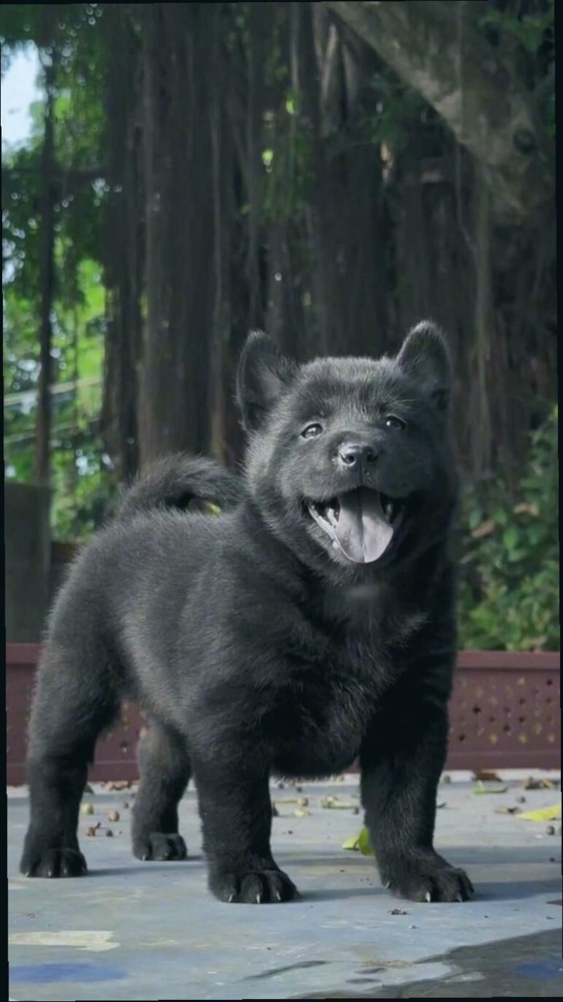 纯种正宗五黑犬金钱尾大骨架好品相看家护院上山打猎