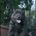 纯种正宗五黑犬金钱尾大骨架好品相看家护院上山打猎