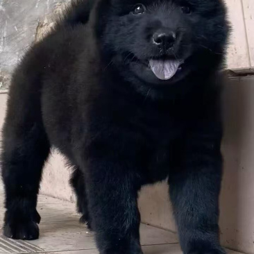 纯种正宗五黑犬金钱尾大骨架好品相看家护院上山打猎