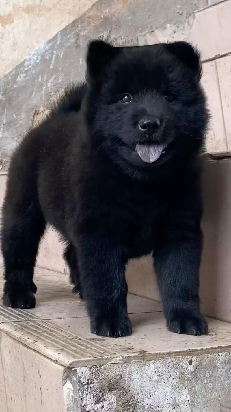 纯种正宗五黑犬金钱尾大骨架好品相看家护院上山打猎