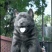 纯种正宗五黑犬金钱尾大骨架好品相看家护院上山打猎
