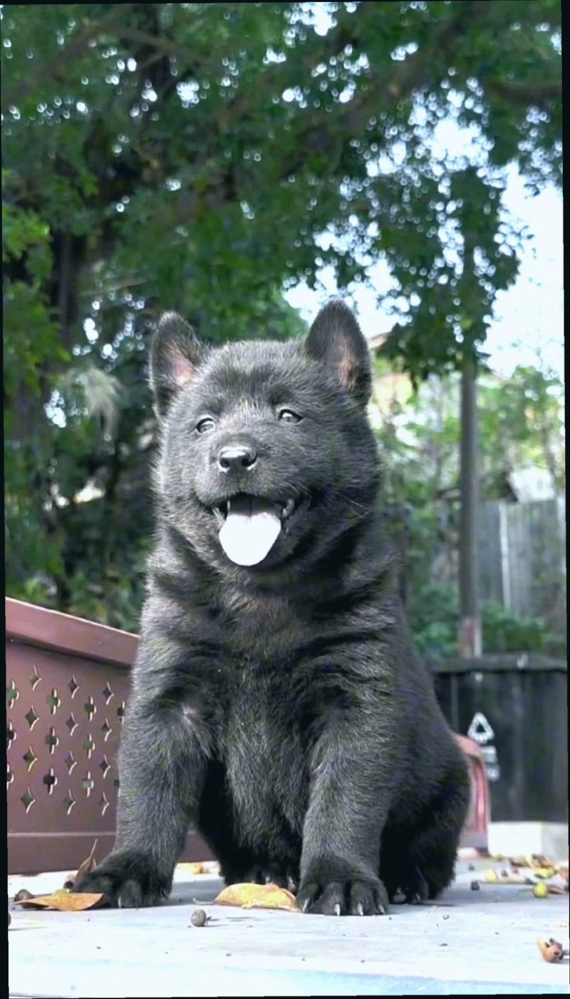 纯种正宗五黑犬金钱尾大骨架好品相看家护院上山打猎