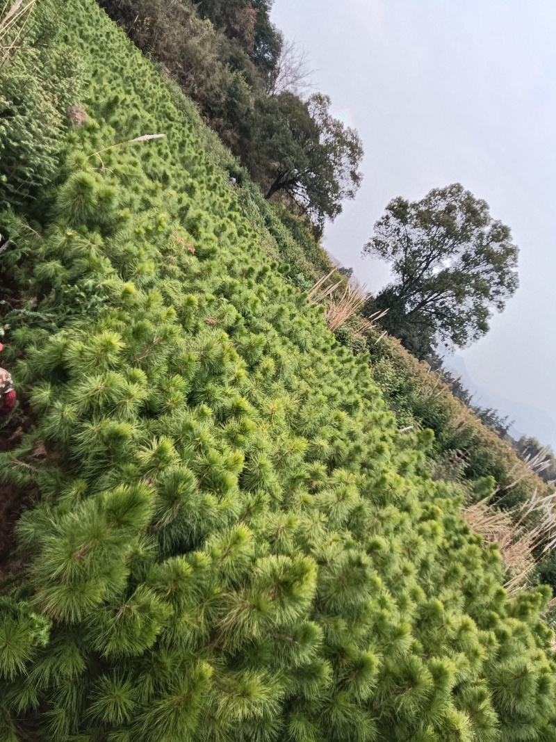 湿地松杯苗基地直供常年供应规格齐全价格优惠