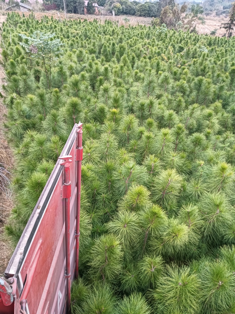 湿地松杯苗基地直供常年供应规格齐全价格优惠