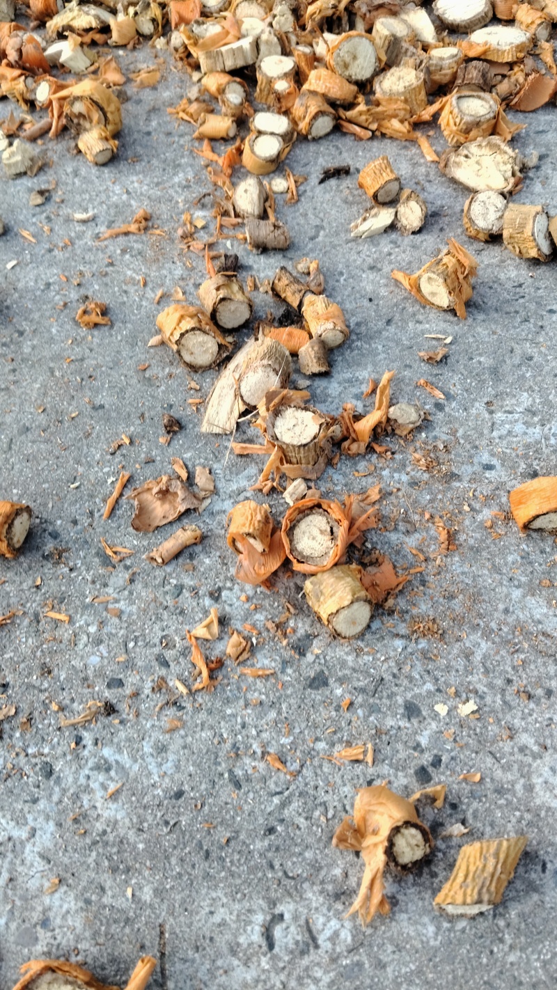 穿破石又名九层皮自然生长干货鲜货常年供应欢迎来电选购
