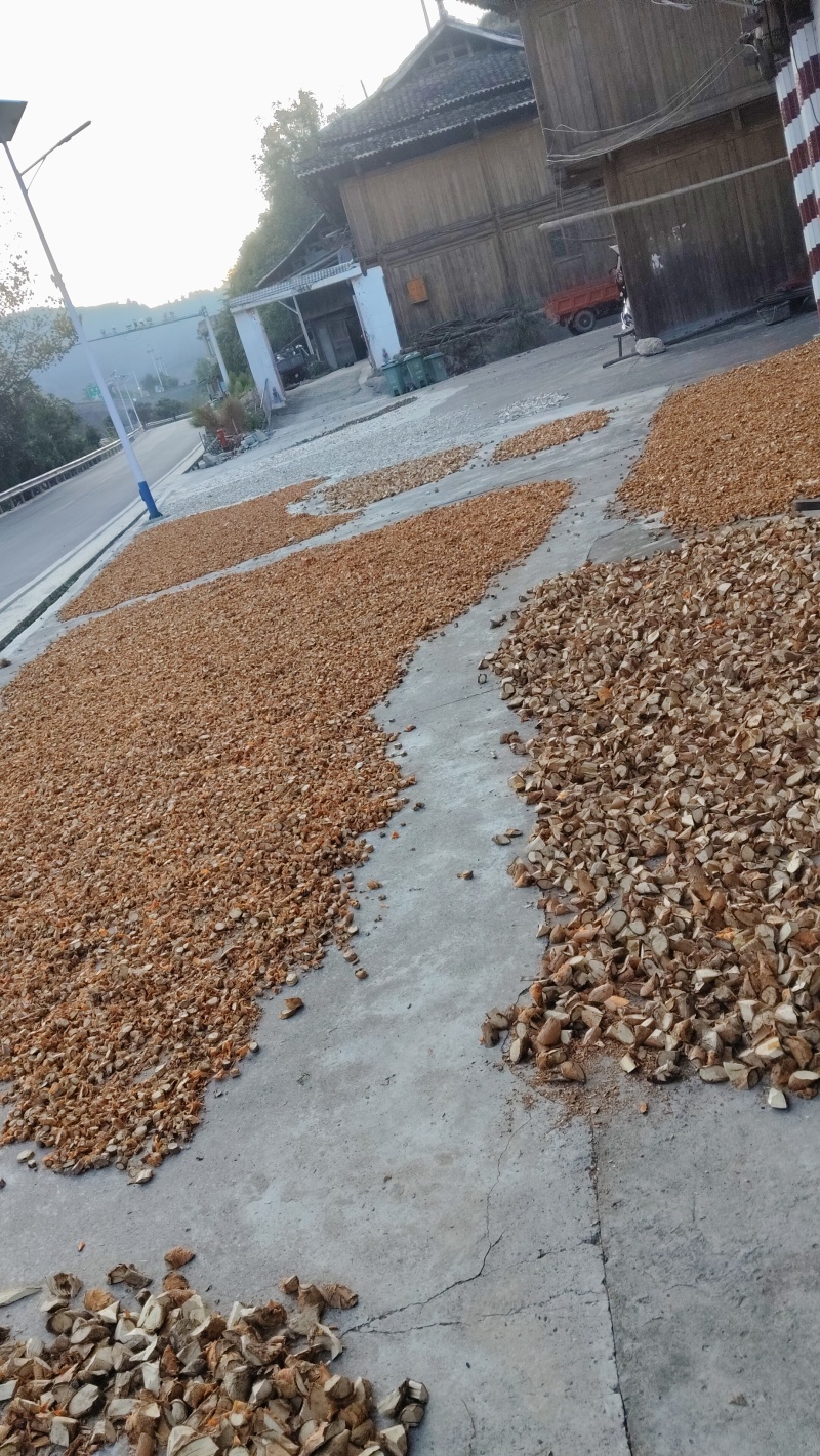 穿破石又名九层皮自然生长干货鲜货常年供应欢迎来电选购