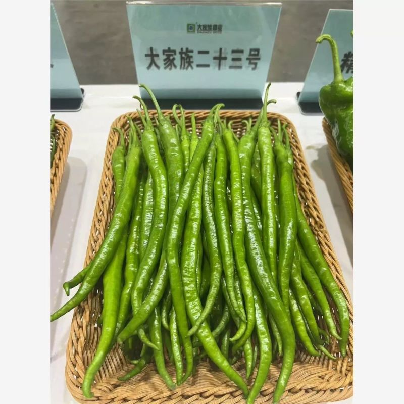 加长版线椒种子高产辣椒种子高产大田基地用种光泽度好耐运输