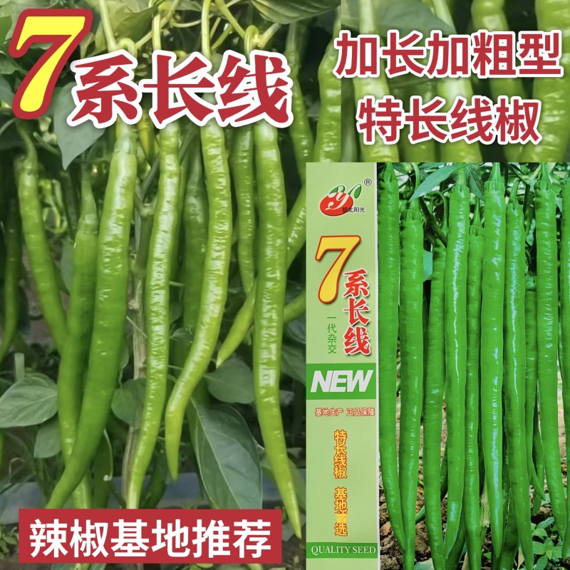 加长版线椒种子高产辣椒种子高产大田基地用种光泽度好耐运输