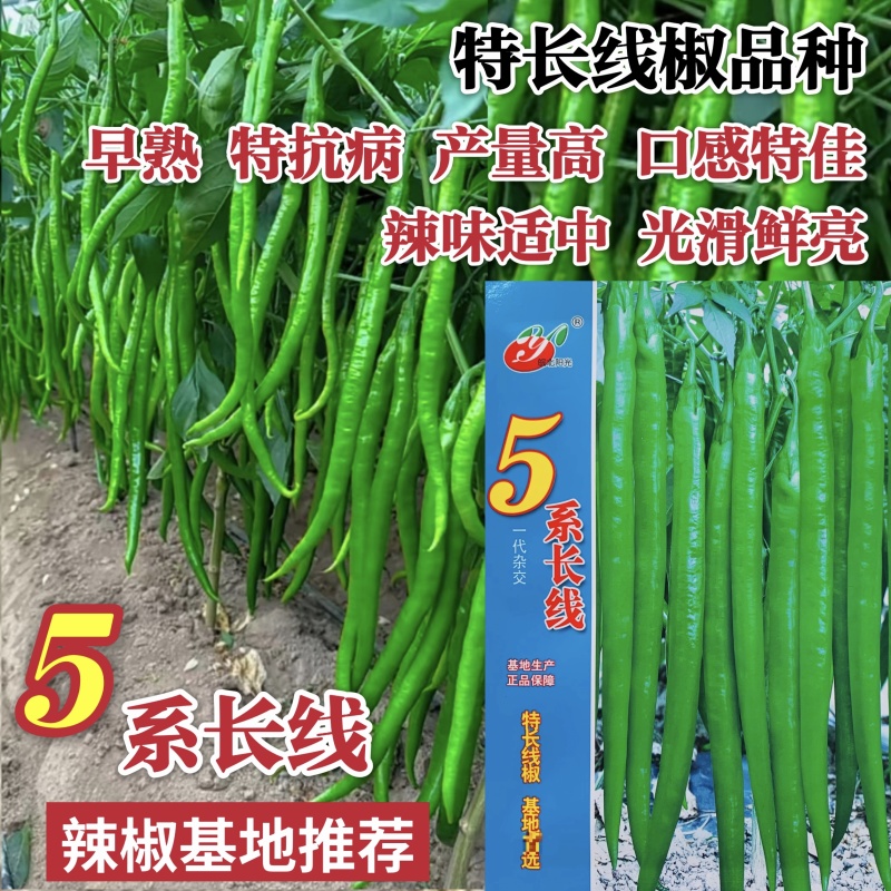 加长版线椒种子高产辣椒种子高产大田基地用种光泽度好耐运输