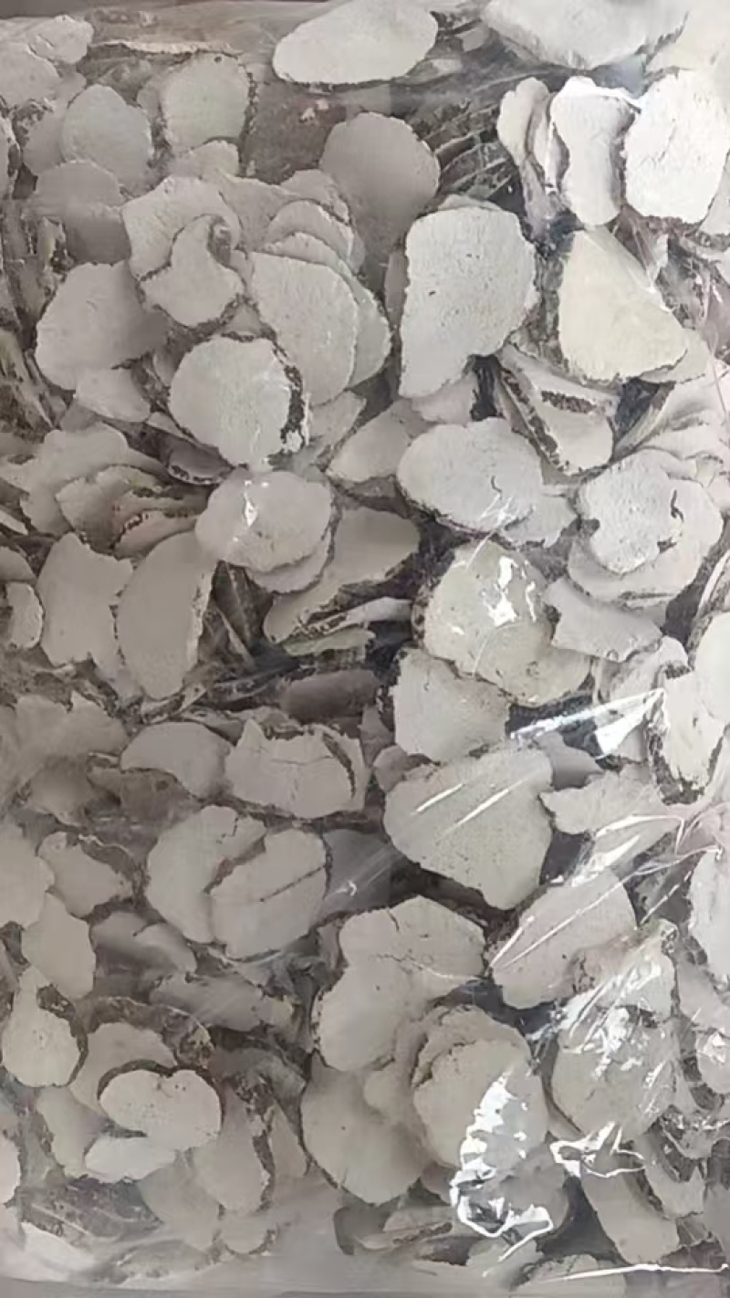 海南虎奶菇（自产自销，批发价，量大，包邮）