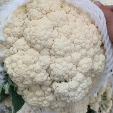 福建漳浦松花菜，散花菜，大量有货，欢迎老板前来采购！！！