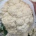 福建漳浦松花菜，散花菜，大量有货，欢迎老板前来采购！！！
