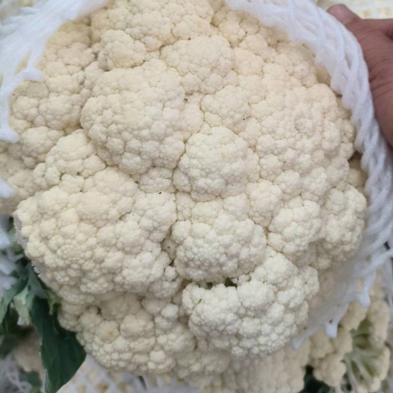 福建漳浦松花菜，散花菜，大量有货，欢迎老板前来采购！！！