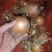 精品大黄洋葱，质量好价格便宜！