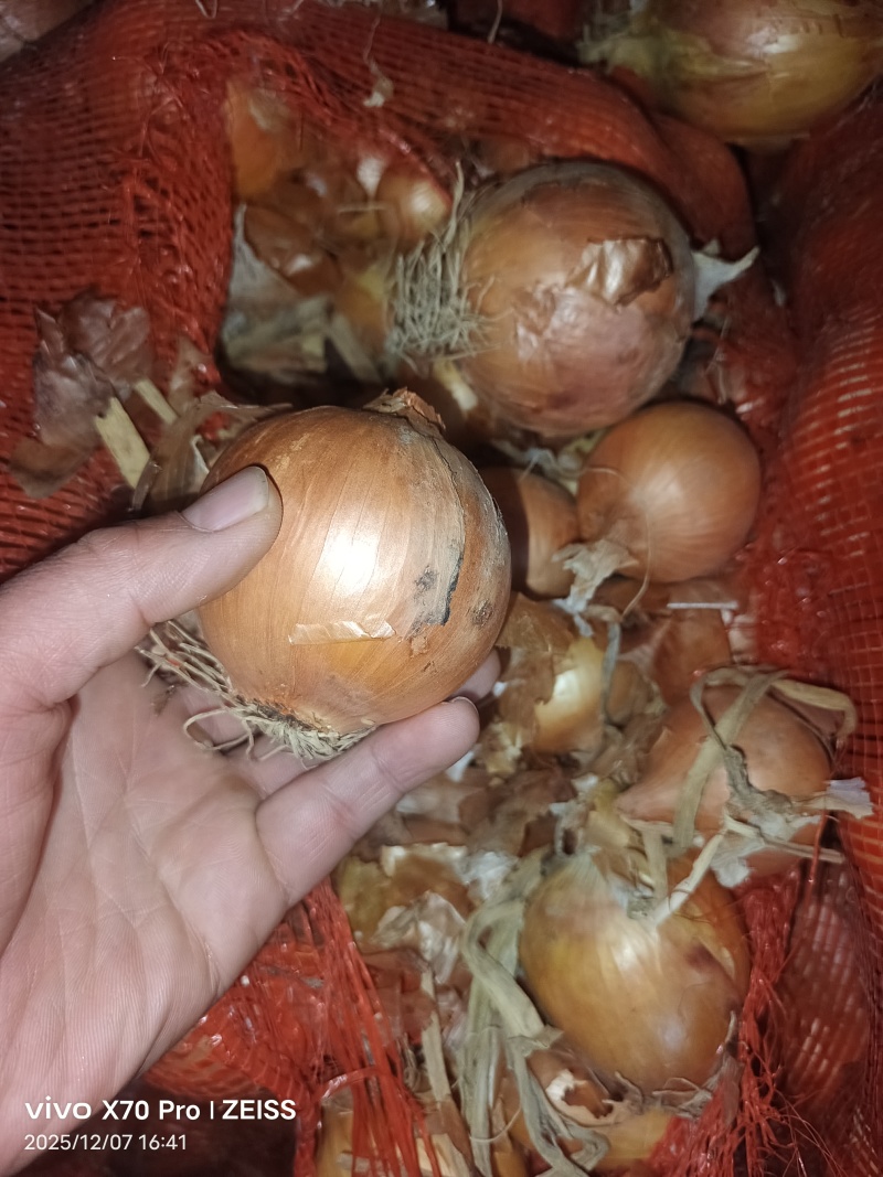 精品大黄洋葱，质量好价格便宜！