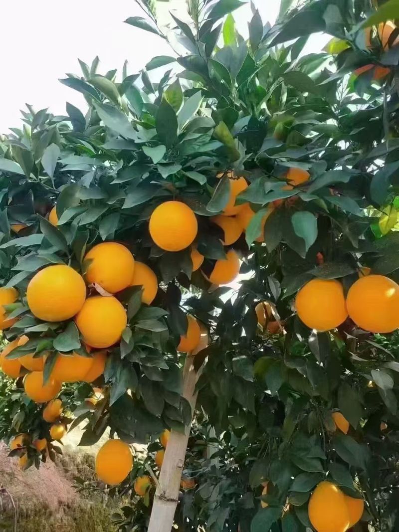 江西赣南脐橙