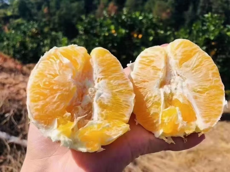 江西赣南脐橙