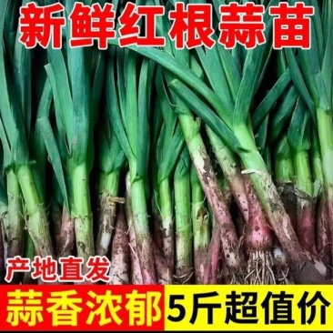 新鲜紫皮原产地大量有货