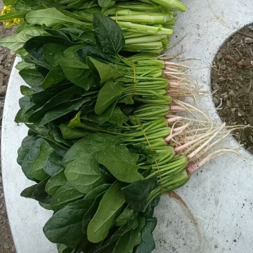波菜