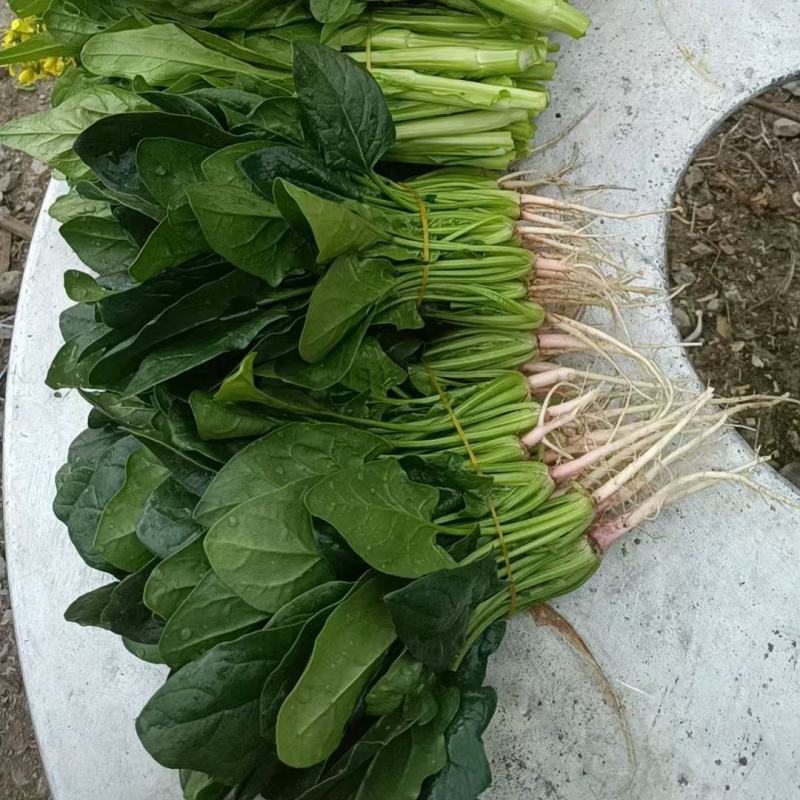 波菜