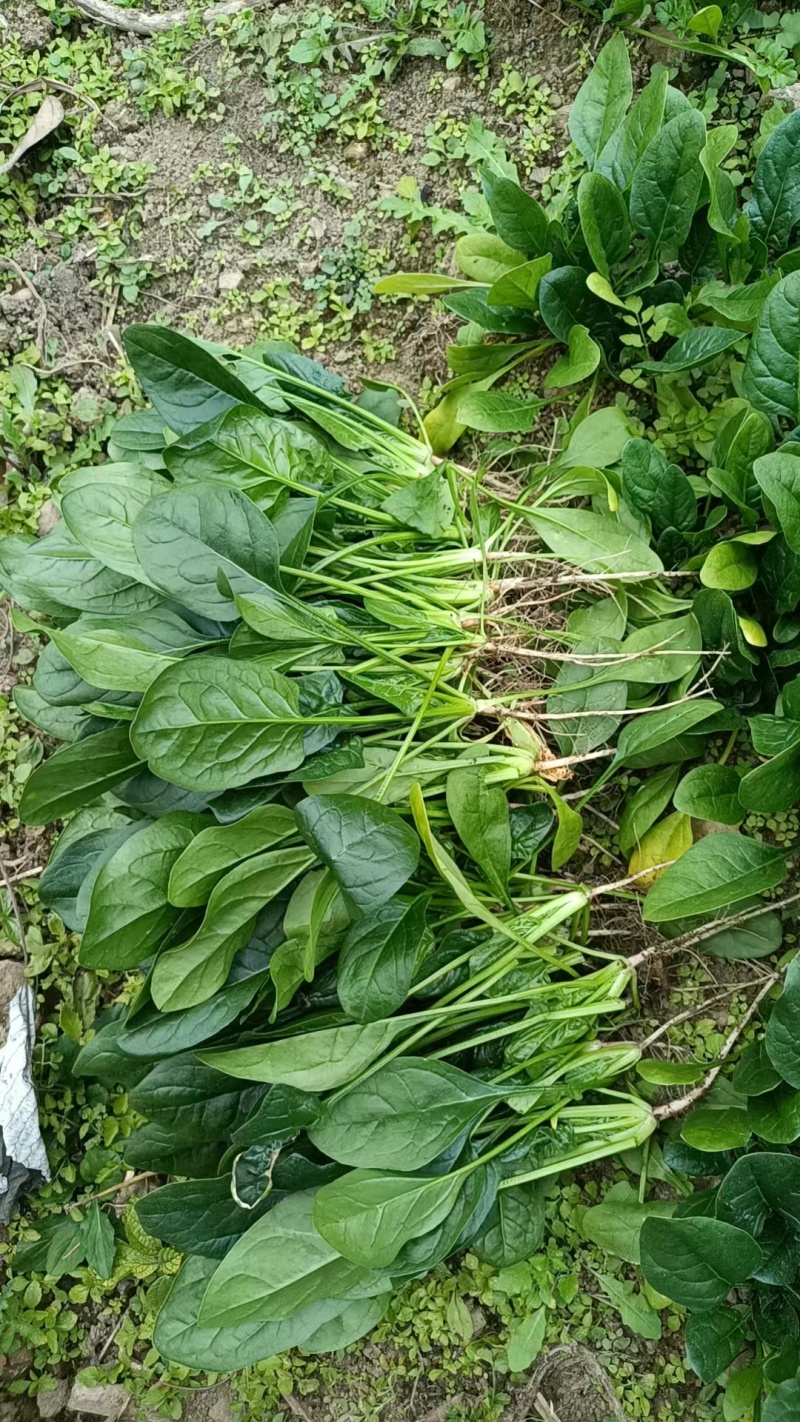 波菜