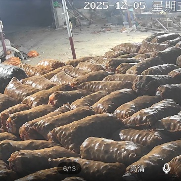适合云贵川地区脱毒土豆种，荷兰十五，沃土，806大量供应