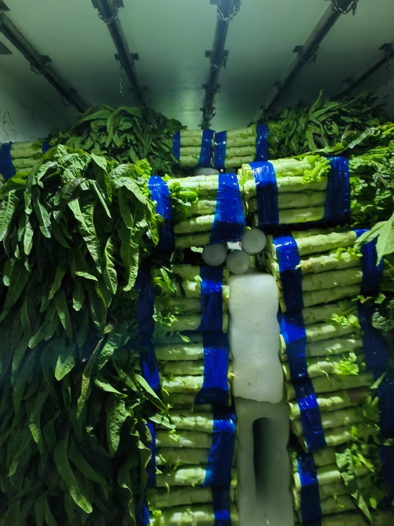 精品红叶香莴苣协助装车运费自理价格商议供货量大
