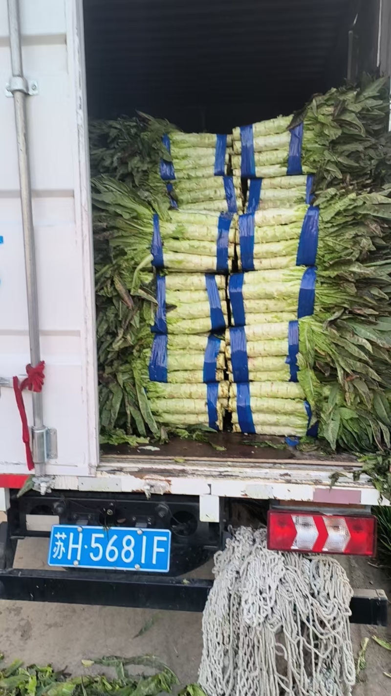 精品红叶香莴苣协助装车运费自理价格商议供货量大