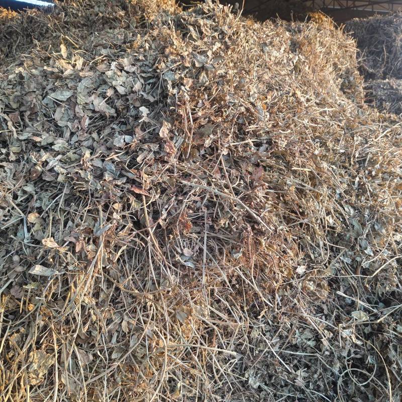 河南春花生秧牛羊草料欢迎各位老板致电