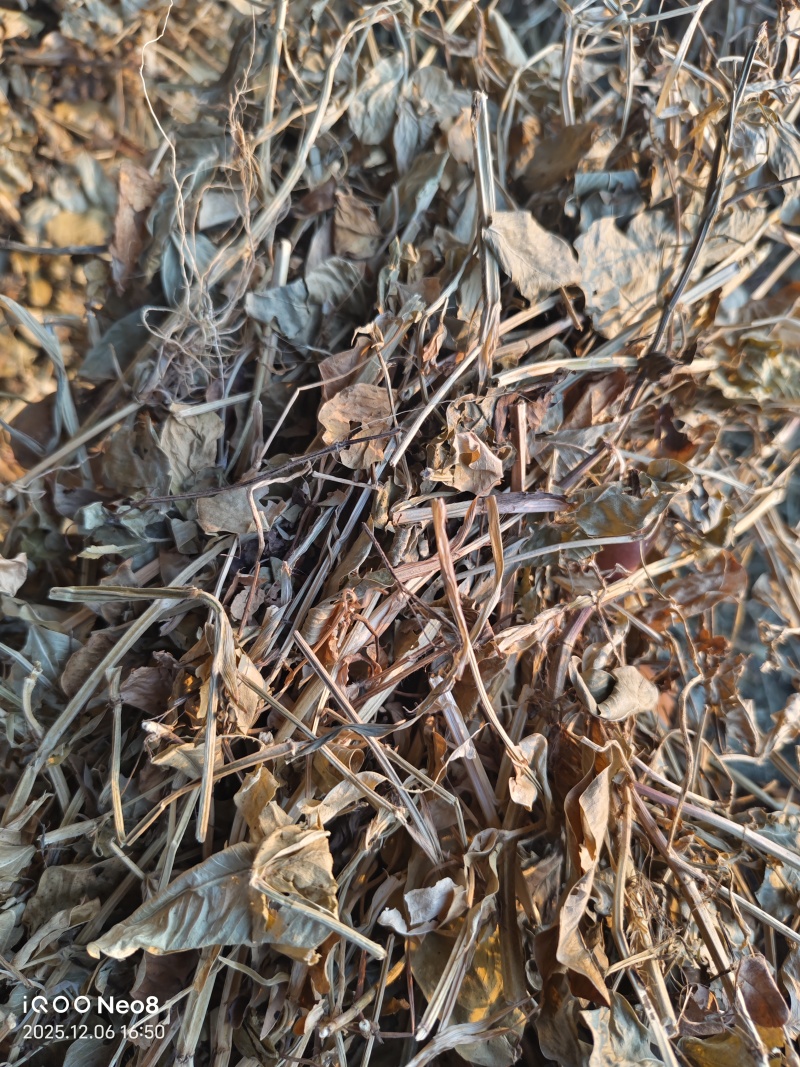 河南春花生秧牛羊草料欢迎各位老板致电