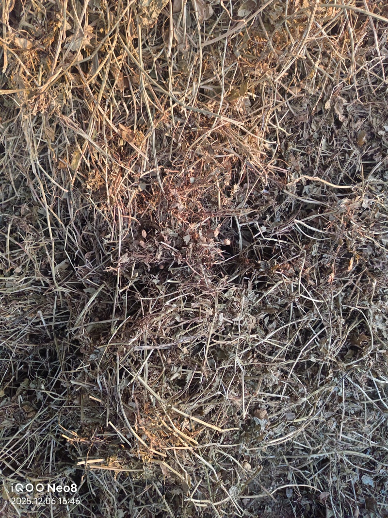 河南春花生秧牛羊草料欢迎各位老板致电