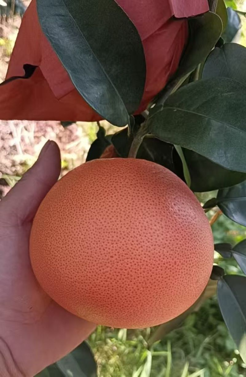 西柚