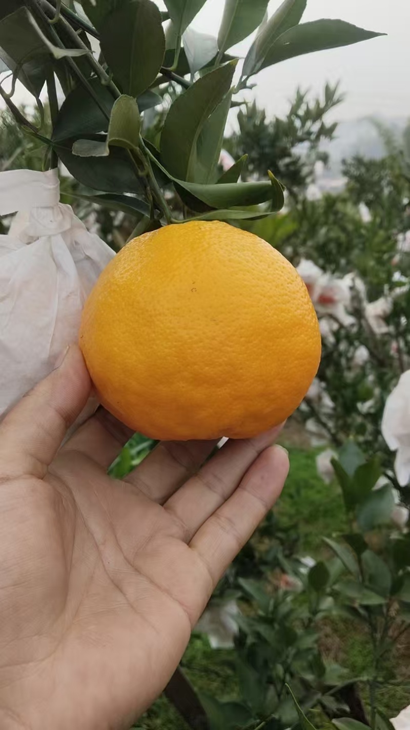 纯甜耙耙柑
