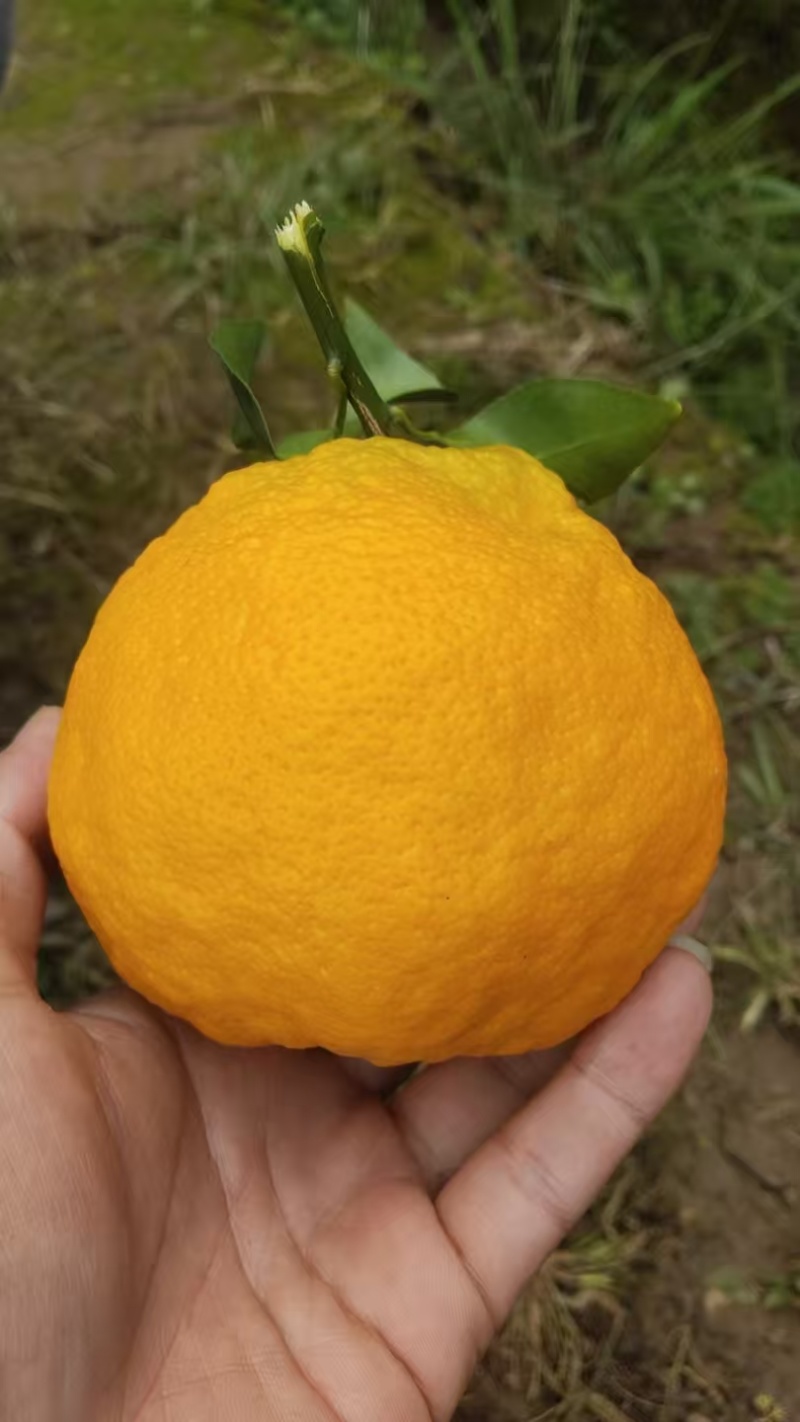 纯甜耙耙柑